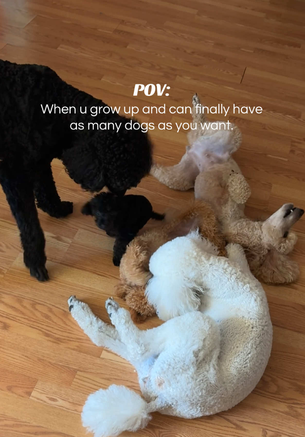 @packwalkdiaries