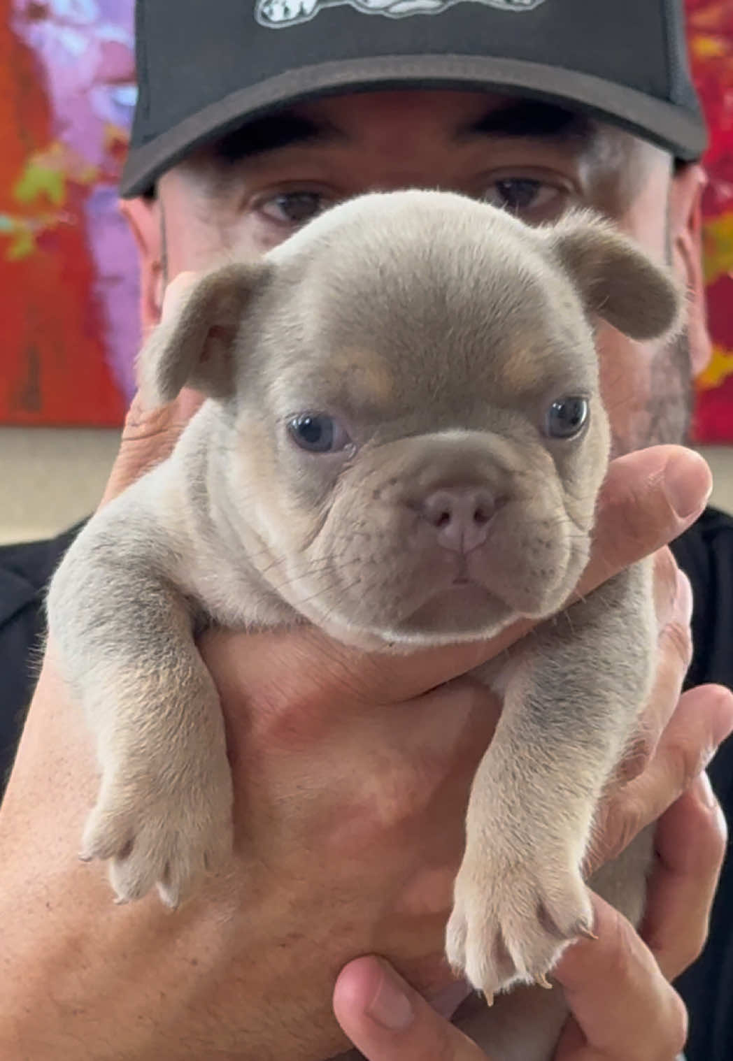 @FriendlyFrenchiesOC