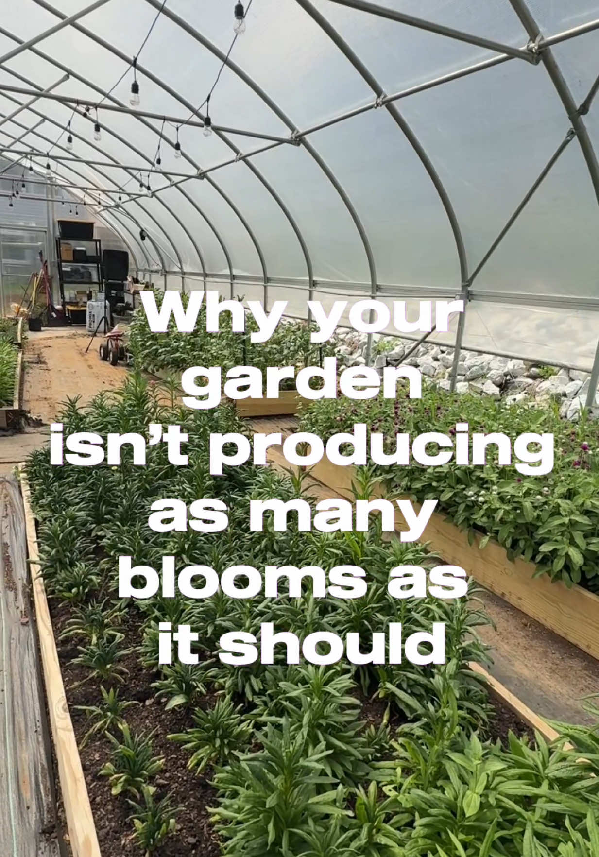 @Sweet BombDiggity Farms