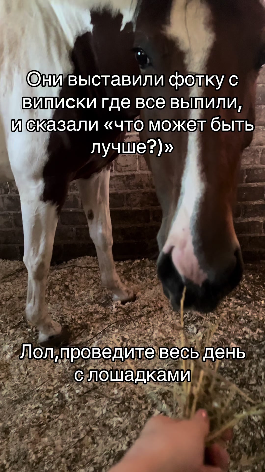 @Ли🐴