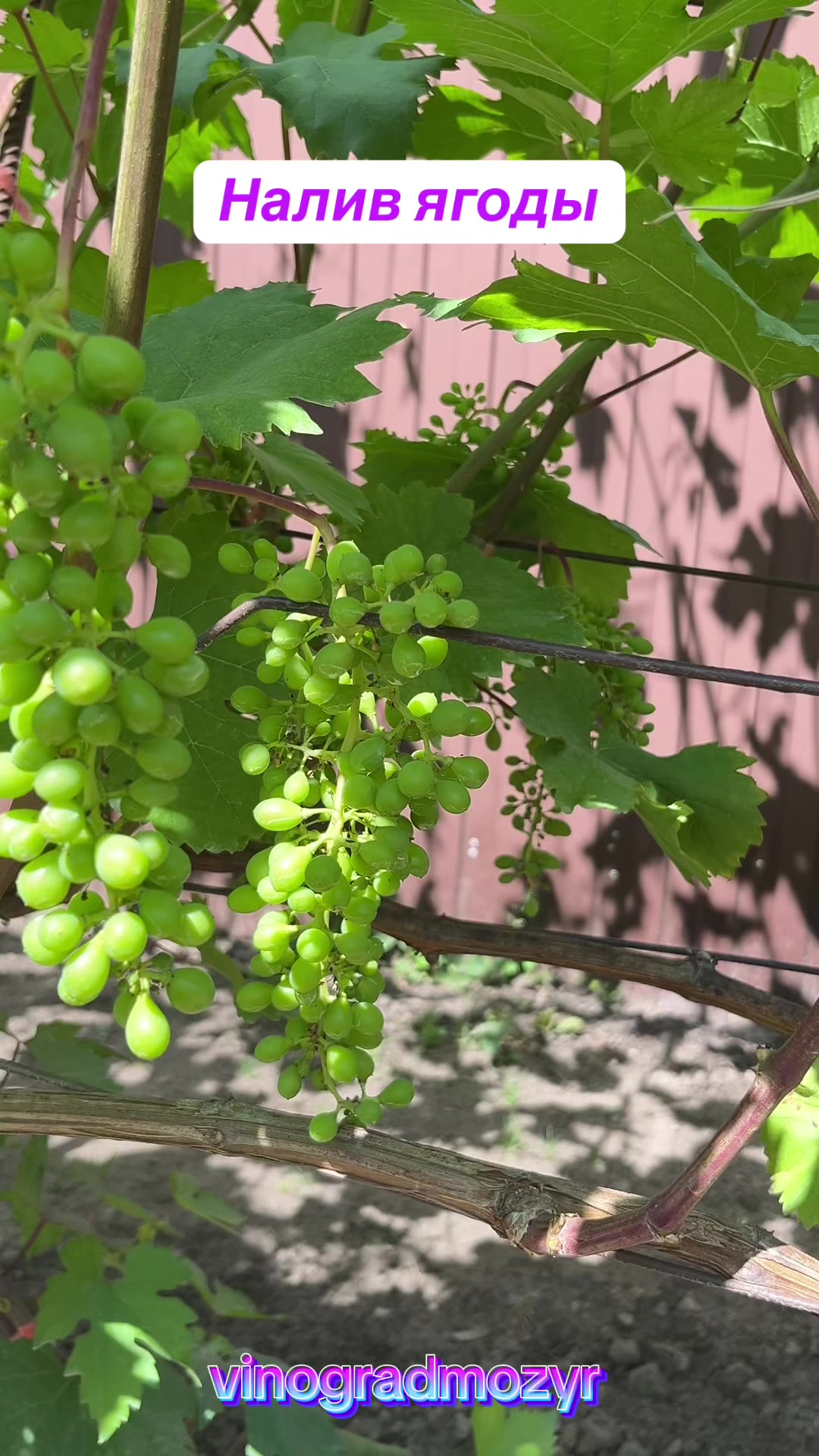 @Vinogradmozyr