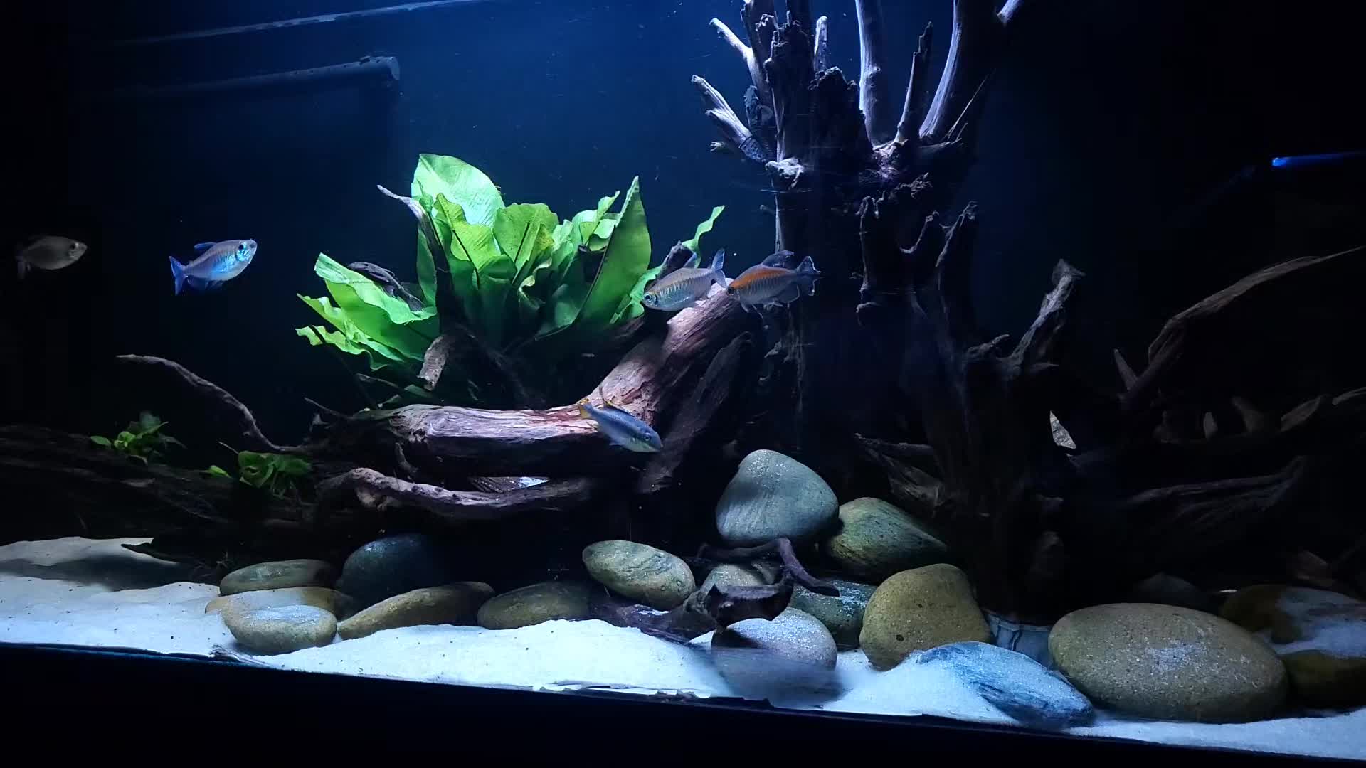 @Dave's Aquatics