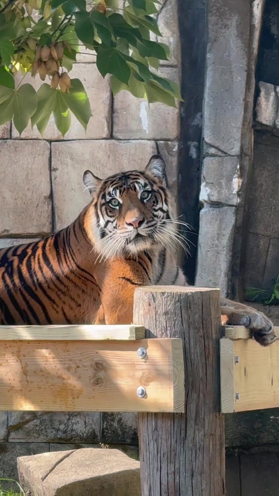 @memphiszoo