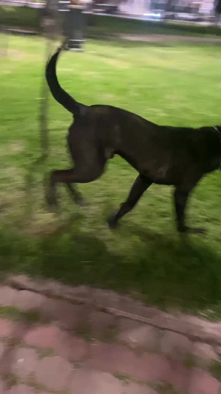 @canicorsoftmalinois