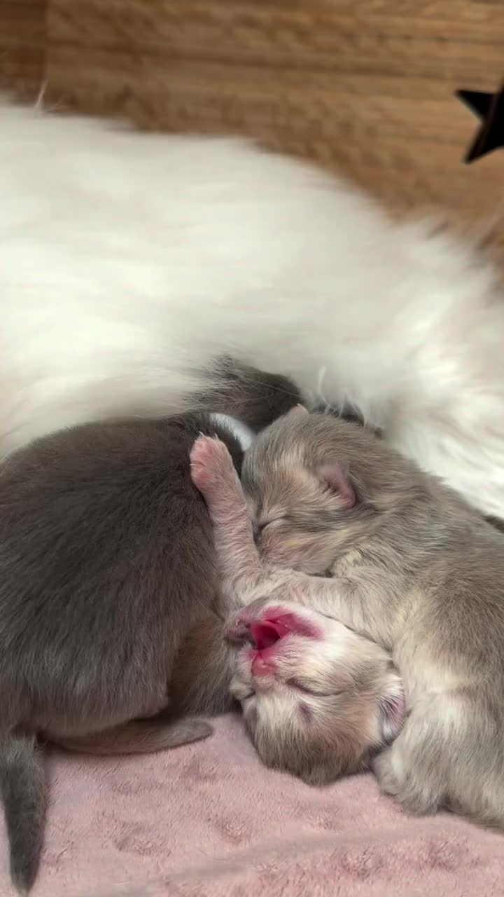 @Royal Mainecoon🇫🇷