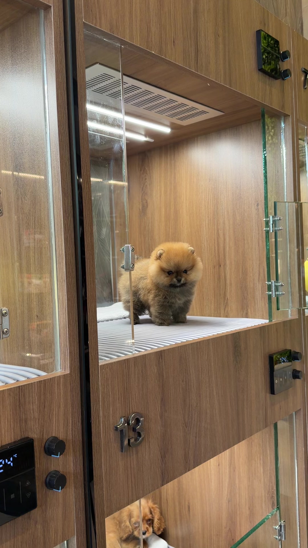 @JC Dog Republic