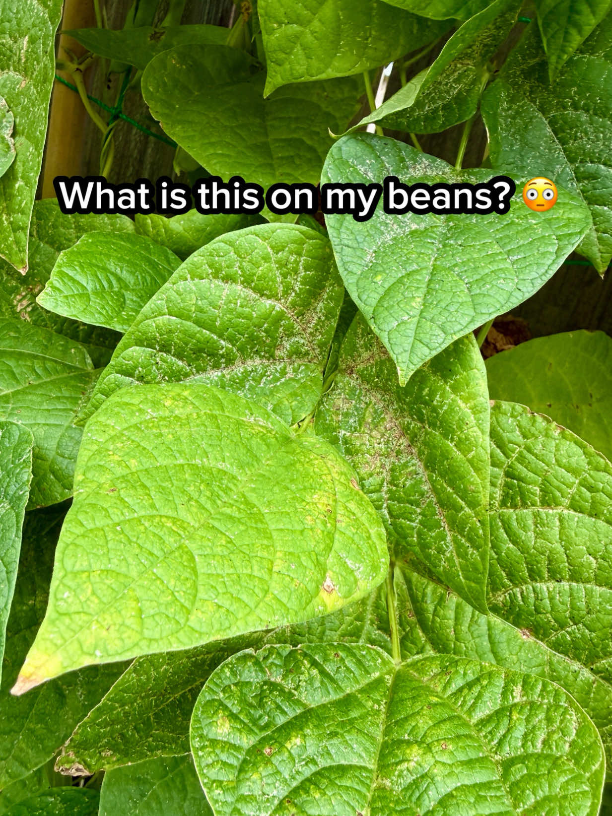 @Sara’s Bites 🌱
