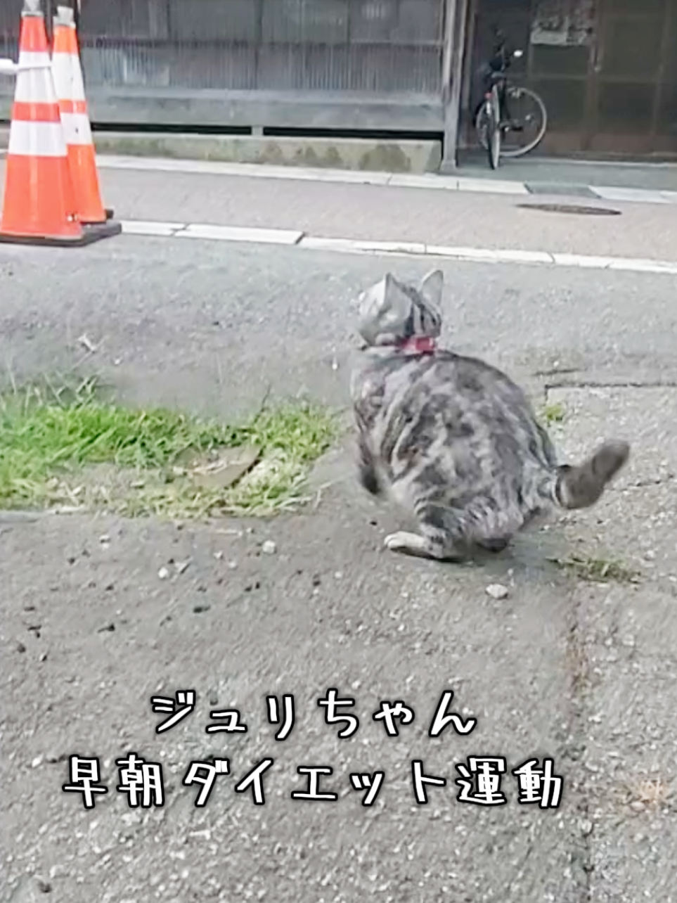 @ジュリちゃん