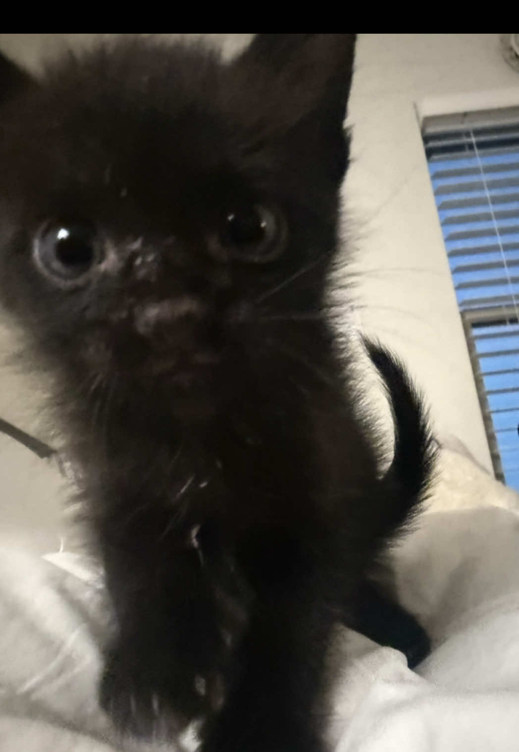 @puppimonkibabi