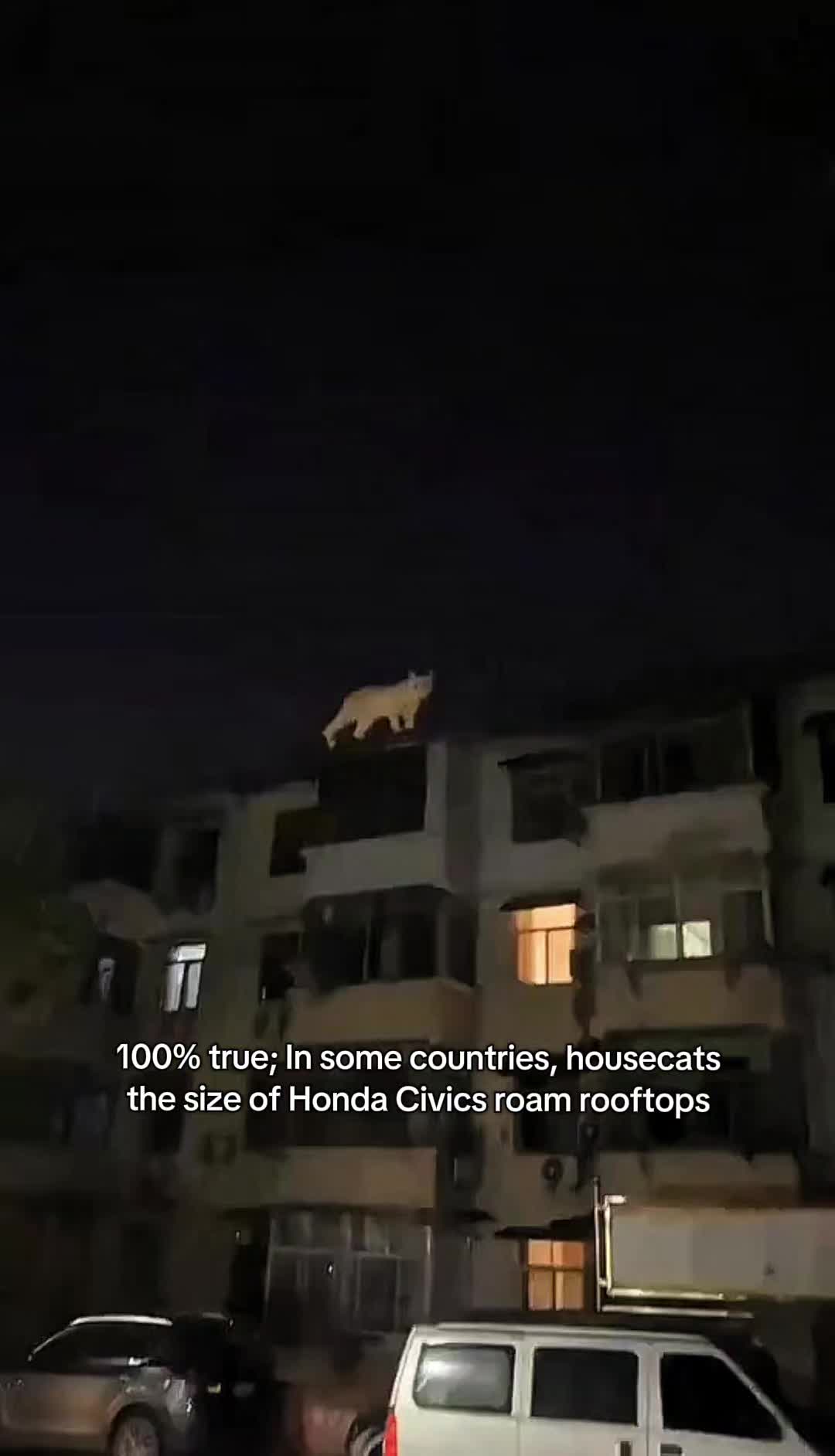 @Pawsitivitycore
