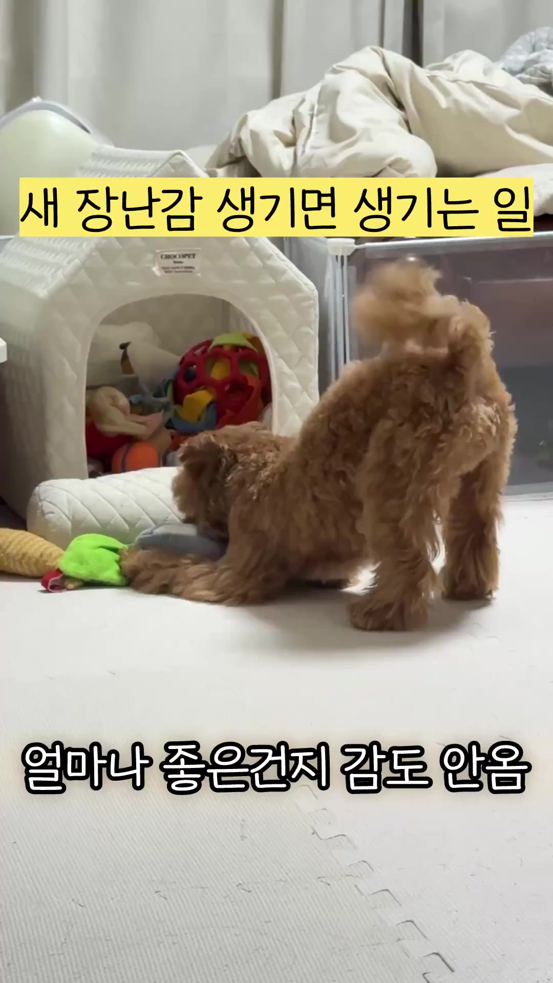 @말티푸 하루 🐾🐶