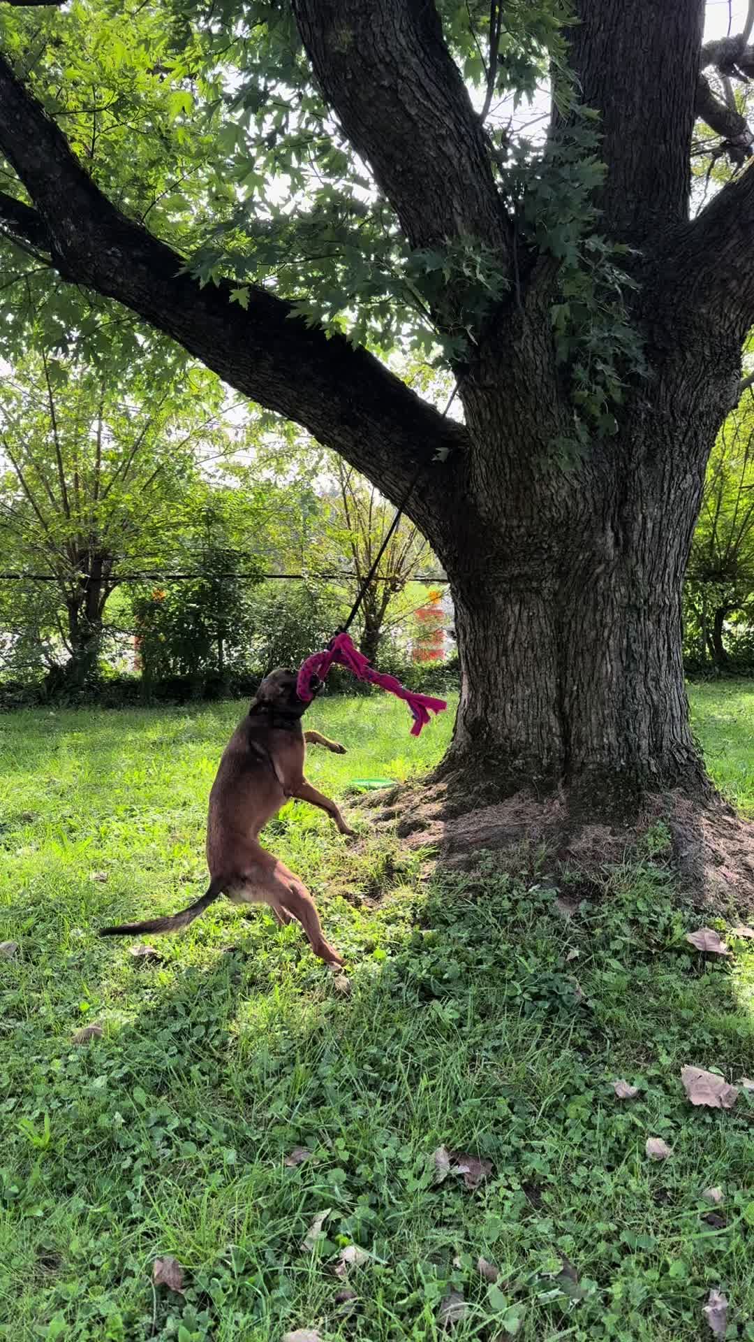@the_crazy_k9_crew