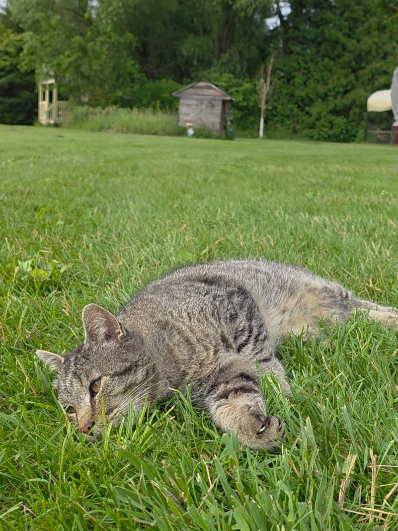 @HarmonyHillFarmSanct
