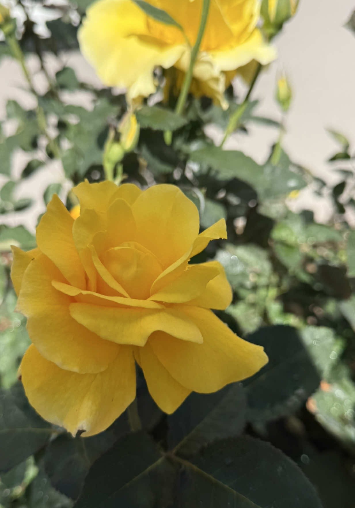 @ʏᴜᴋɪɪ ᵒ̴̶̷̤ꇴᵒ̴̶̷̤