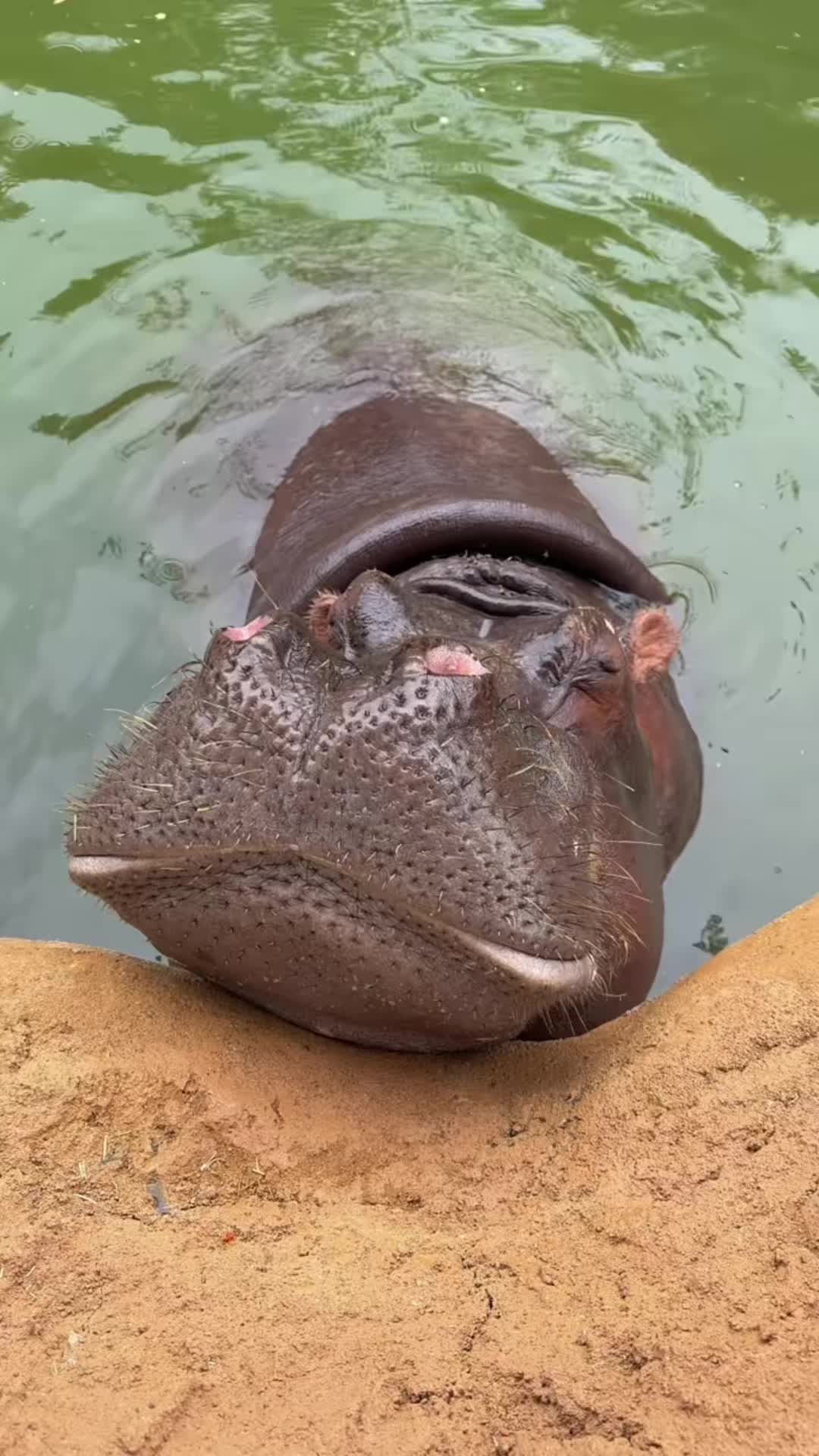 @Hippo