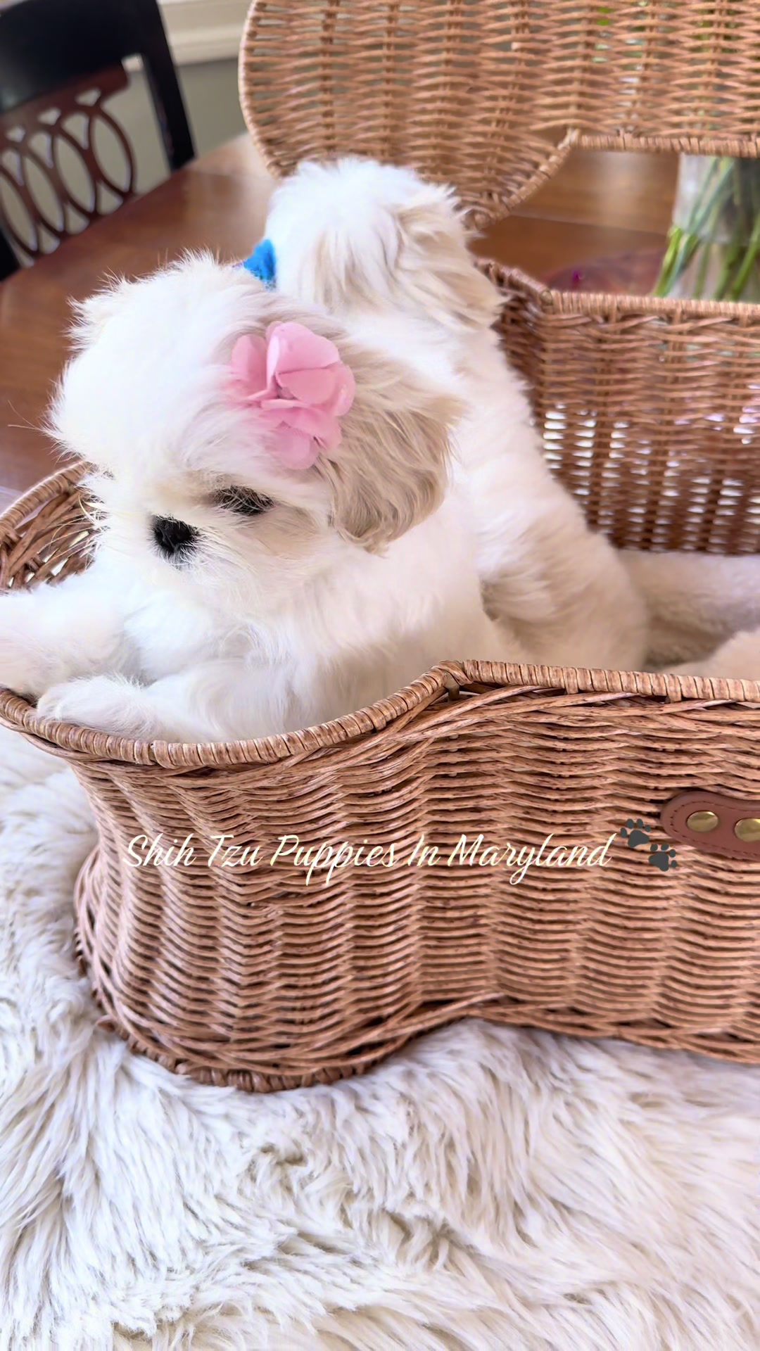 @Shih Tzu Puppies in Maryland