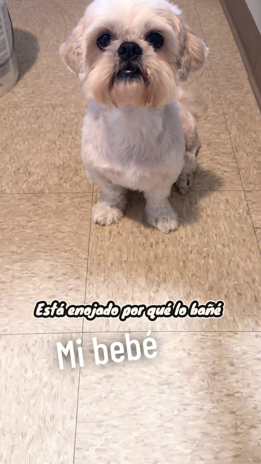 @Crispín_y_mia_shihtzu_puppies.
