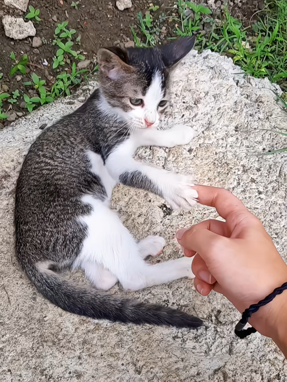 @nikka_mei | dailytabby