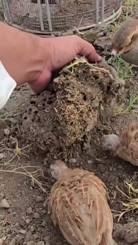 @Birds Lover