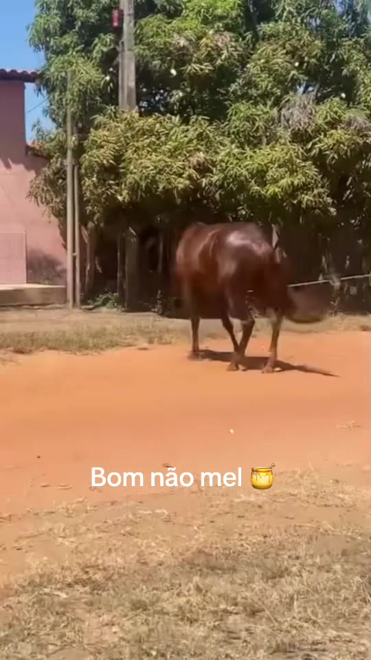 @Loylis Ribeiro