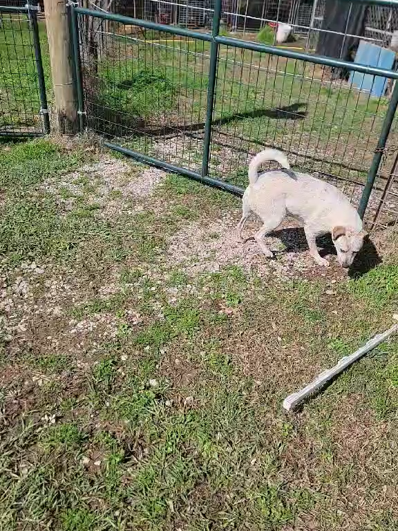 @Barking Mad Animal Refuge