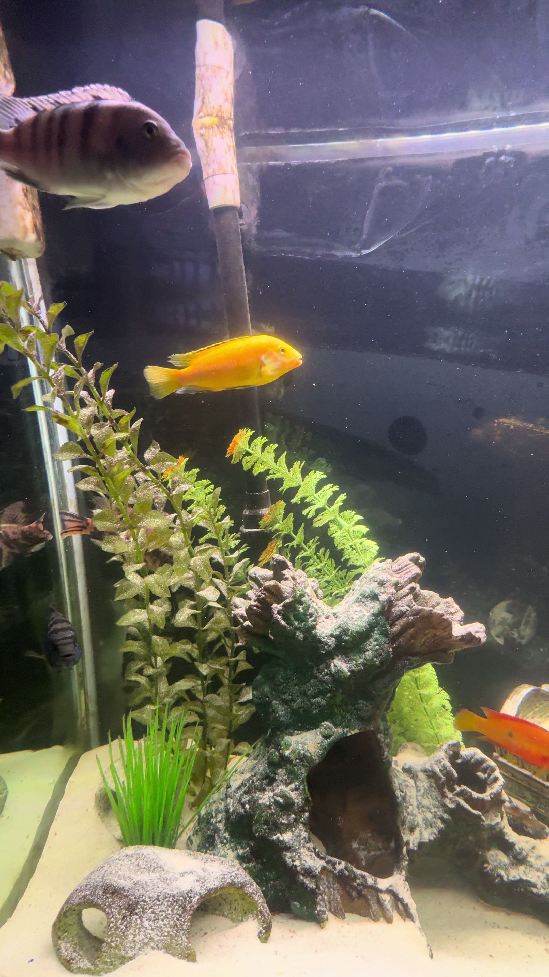 @Cichlid Chief
