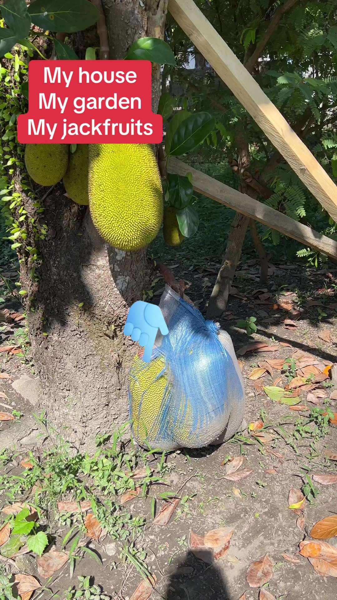 @Fleur Fortaleza