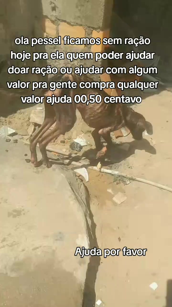 @Cãozinhoabandonado