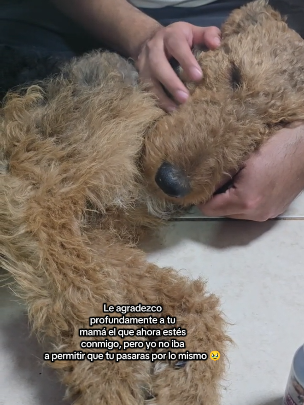 @Trufa Y M&aacute;ximo🐾Airedales