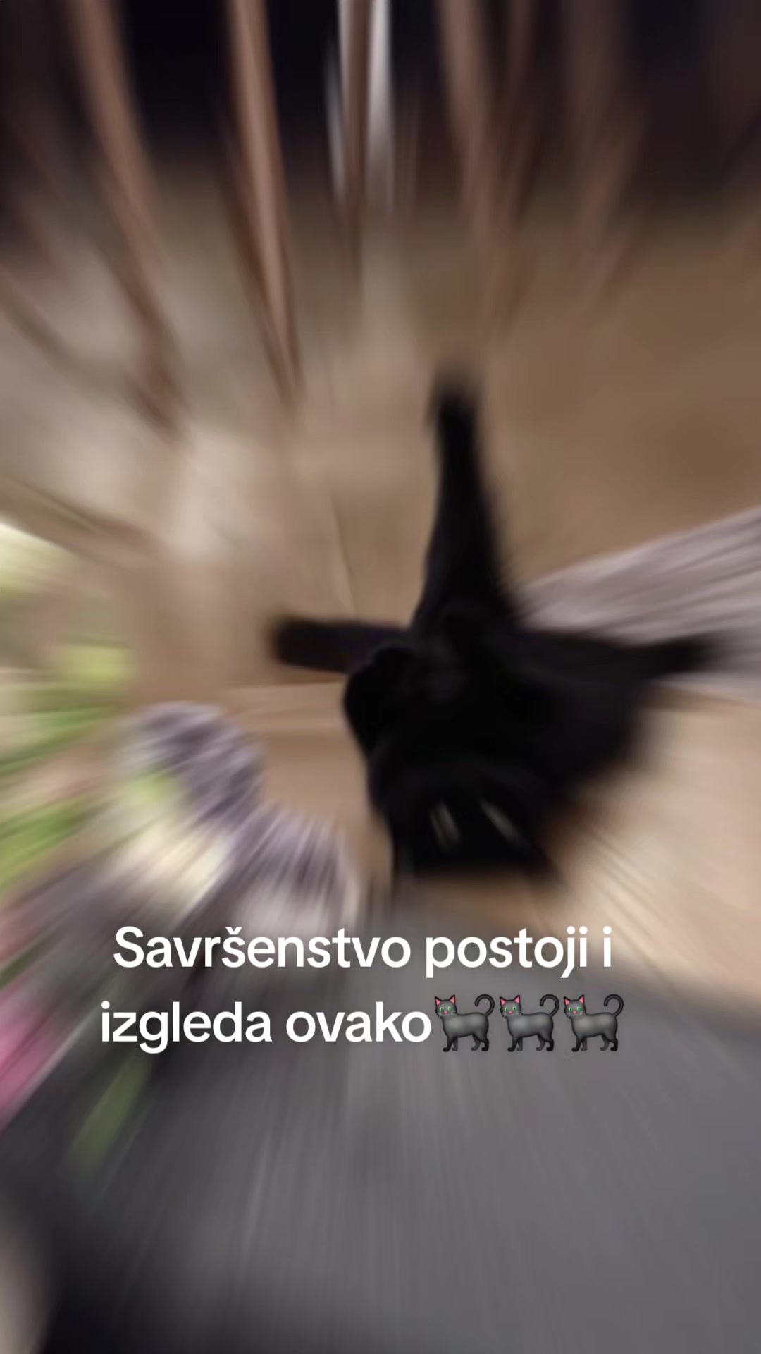@Britanske Kratkodlake mačke