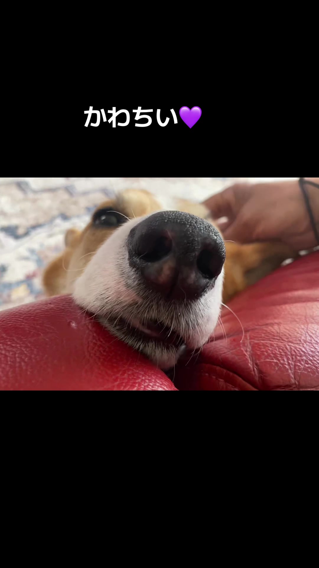 @コーギー犬のホープくん
