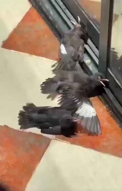 @Animalistas Unidos GymsEmp