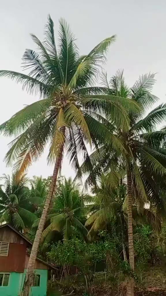 @BONALNOKK🐓