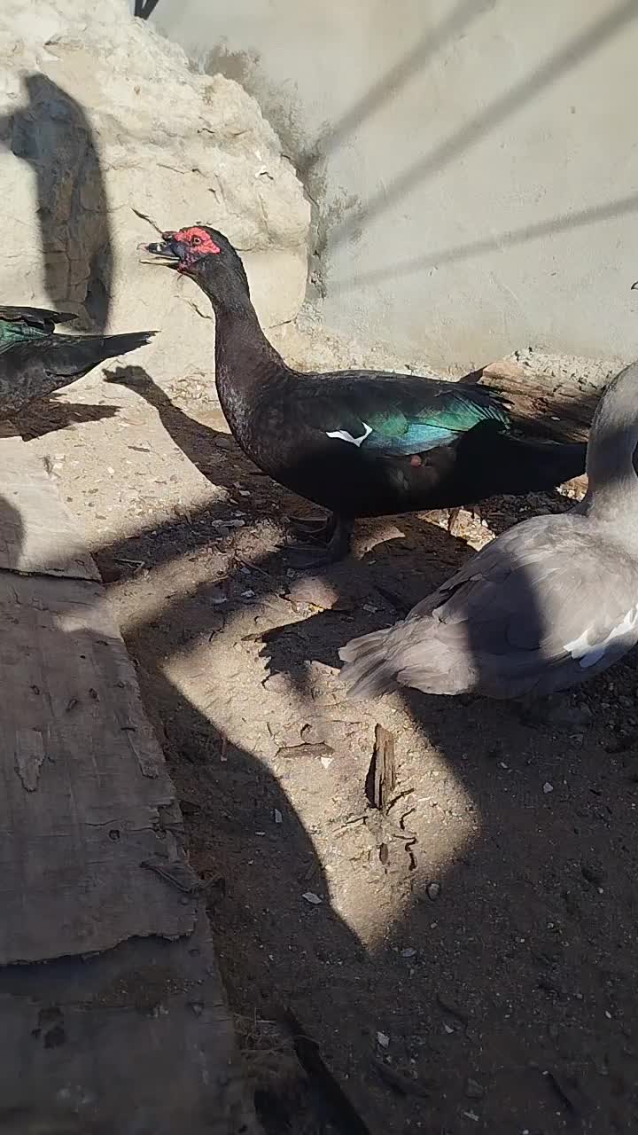 @LaL OrdəK Təsərüfatı balaxani4