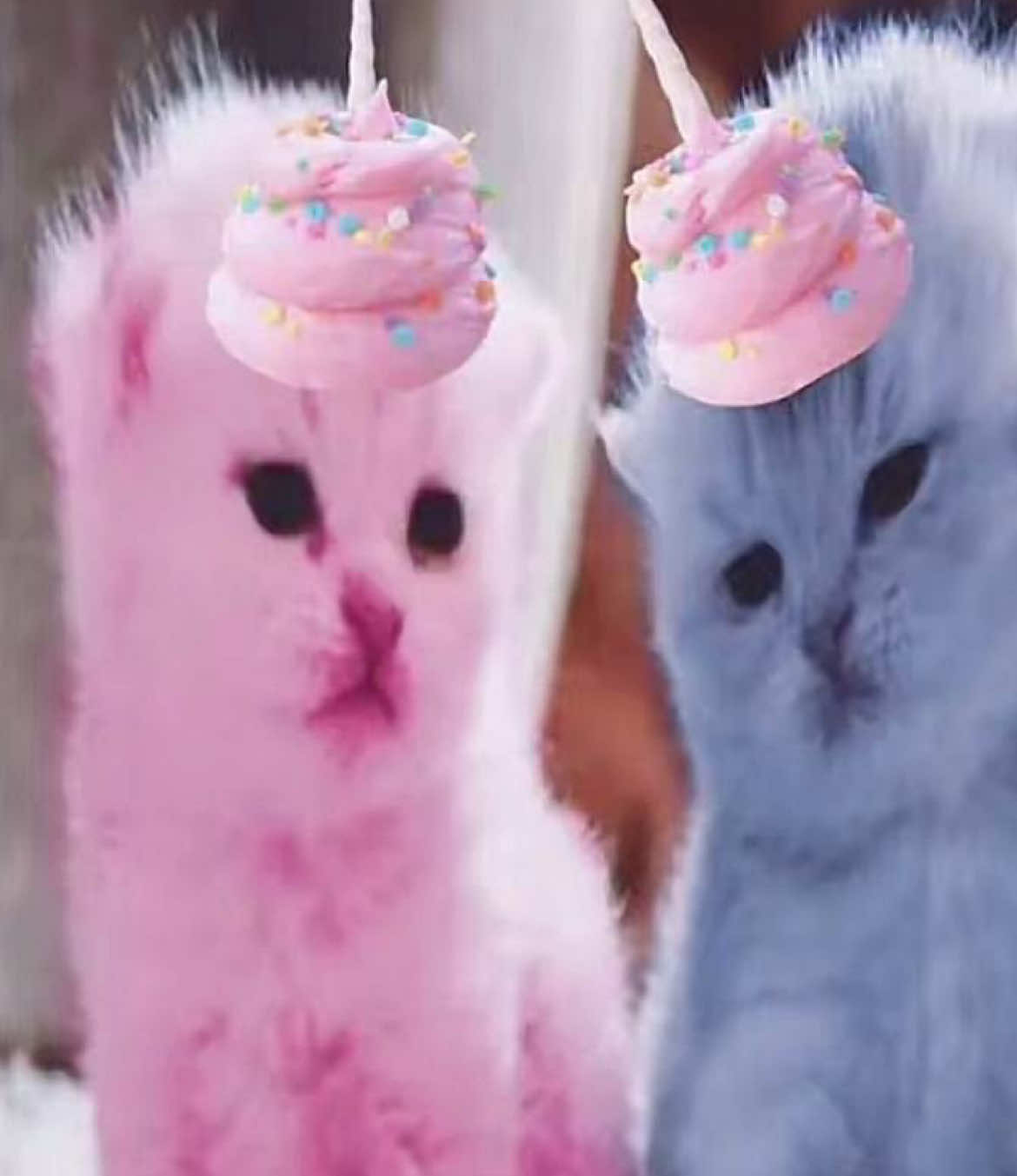 @Unicorn queef ˶ˊᜊˋ˶