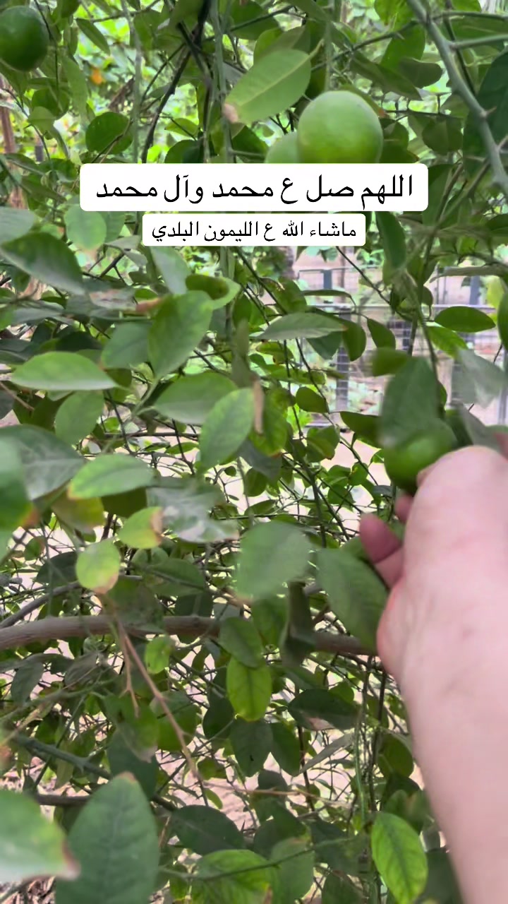@ashkaltbiah