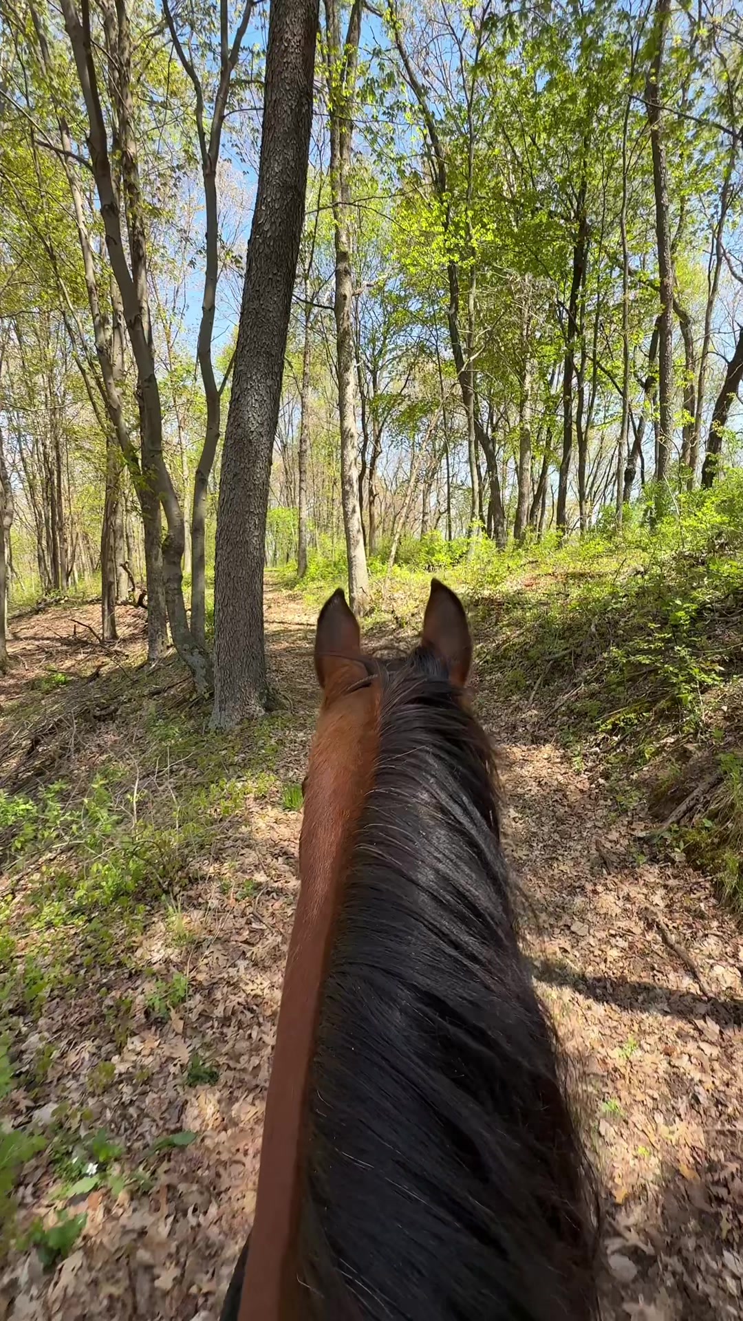 @Stacy | Equine Photography