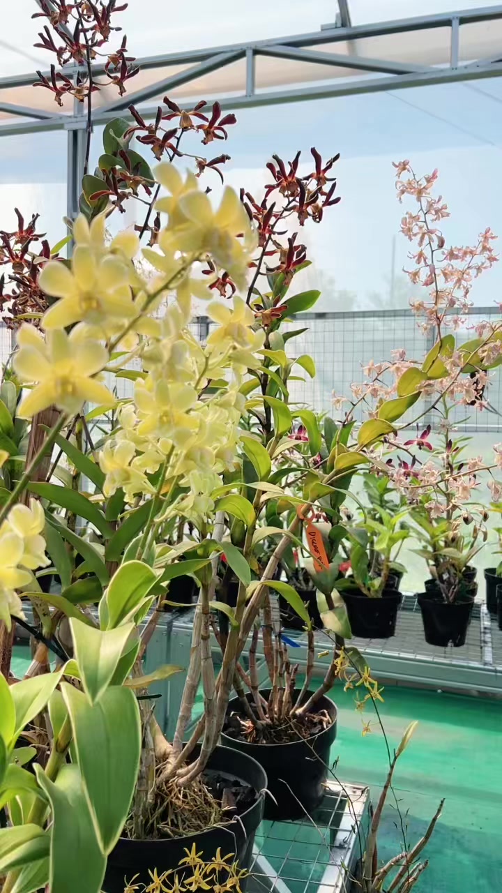 @Anggina Orchid