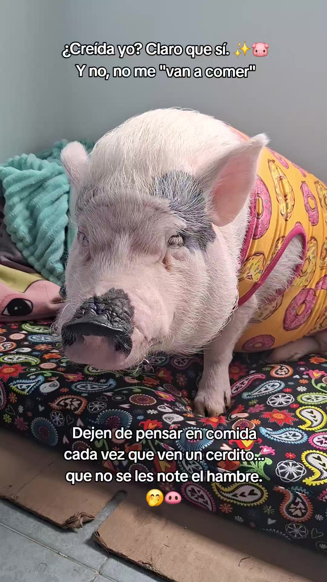 @🐷Ibi.pig🐷