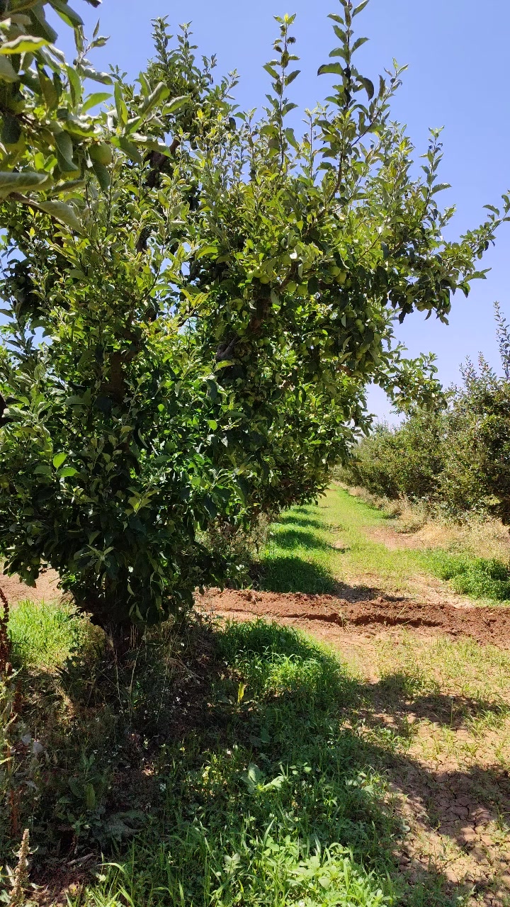 @&ccedil;avuş rustem7027