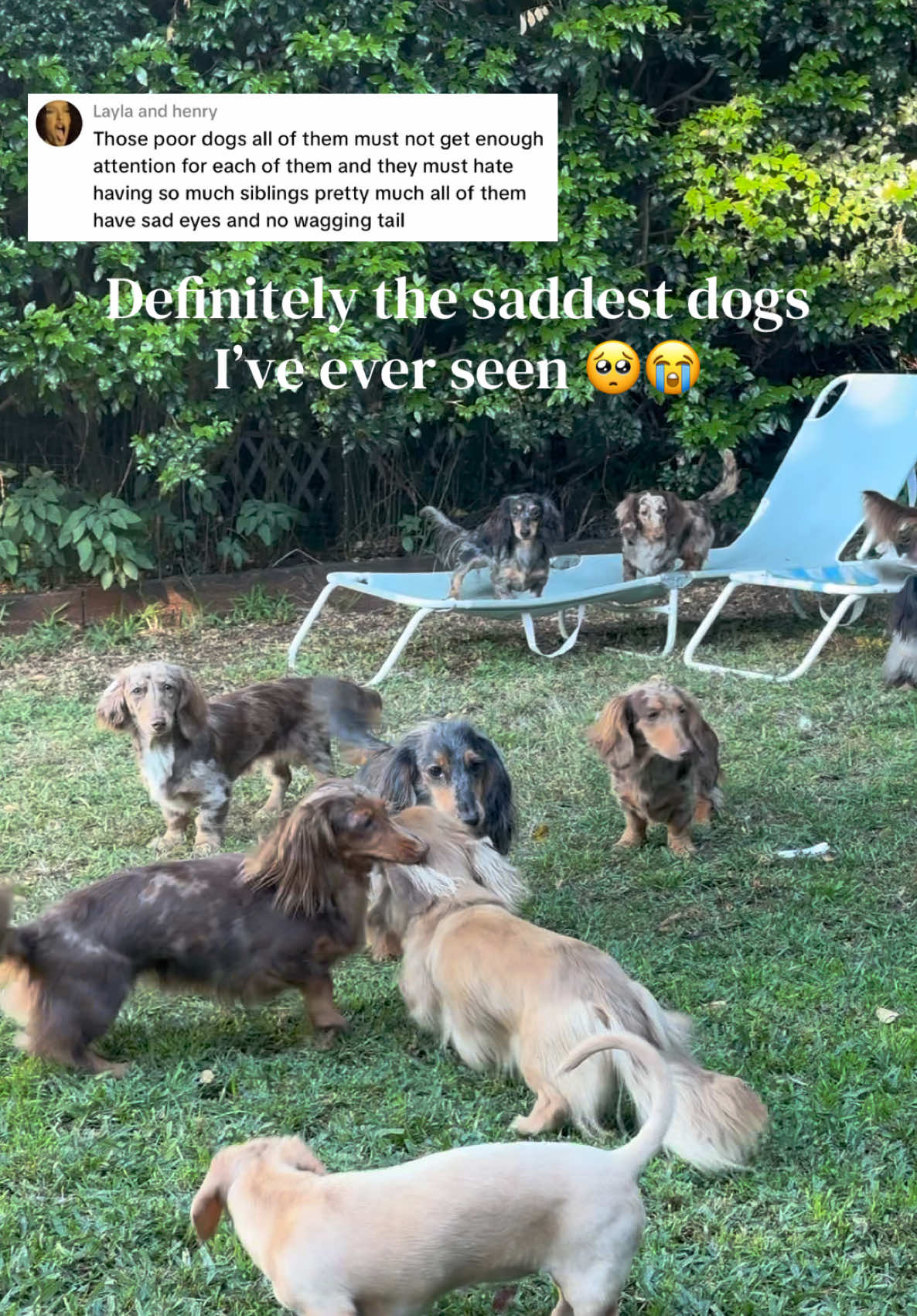 @ONATAH Dachshunds