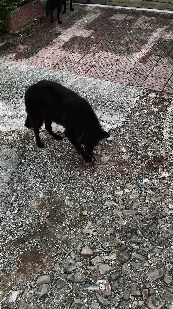 @Black German Shepherd😈