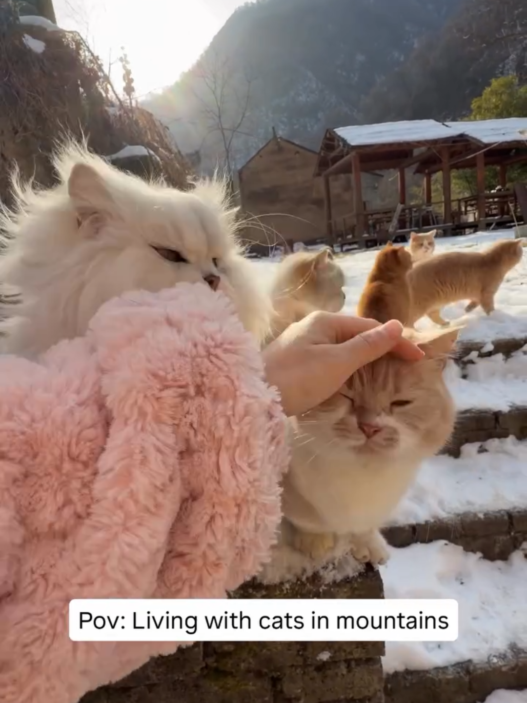 @Chonky World Of Cats