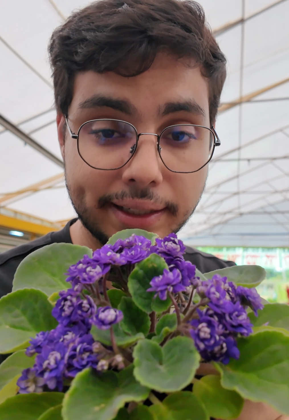 @ViveiroPauBrasil