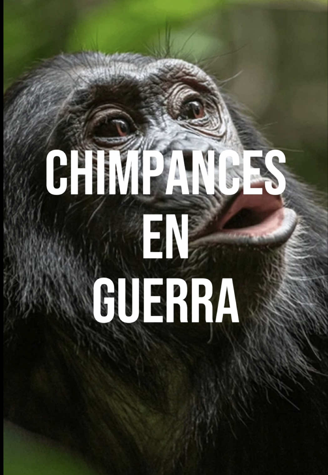 @Sof&iacute;a Tard&aacute;guila