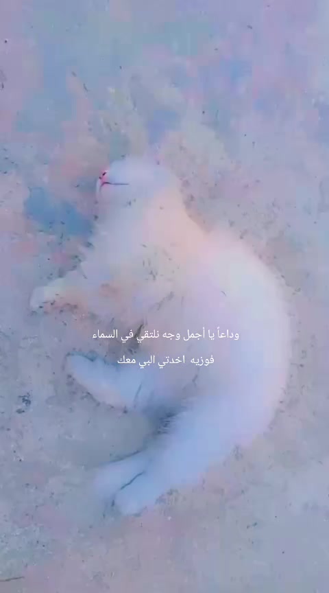 @رنا الروح