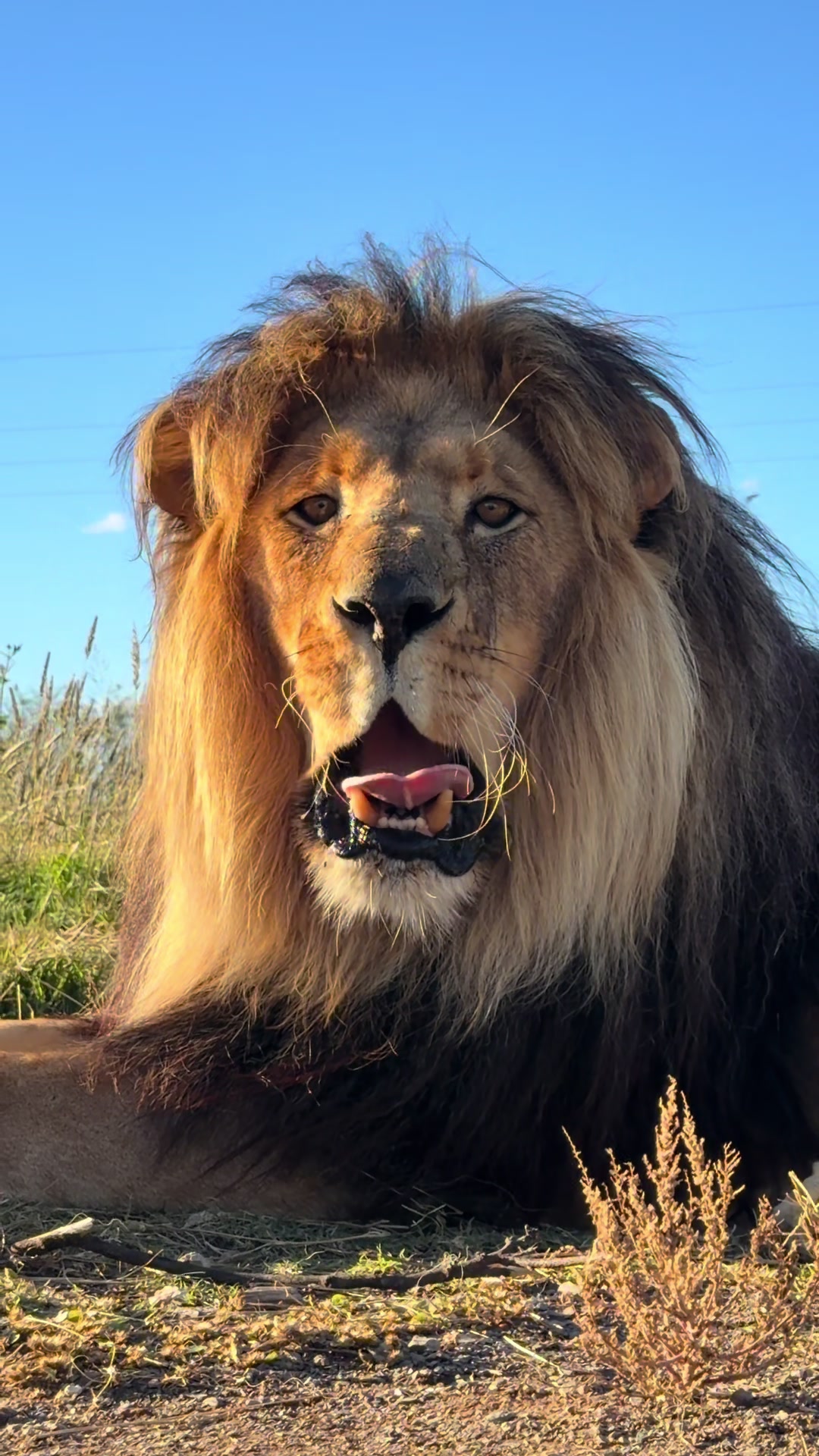 @Felidae Centre