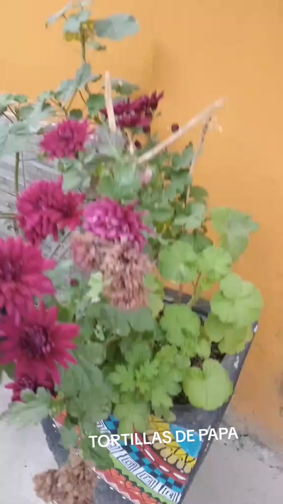 @ca&ntilde;ita 1981
