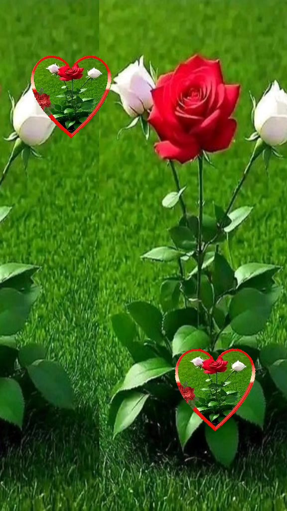 @Aleyna Meryem yavuz
