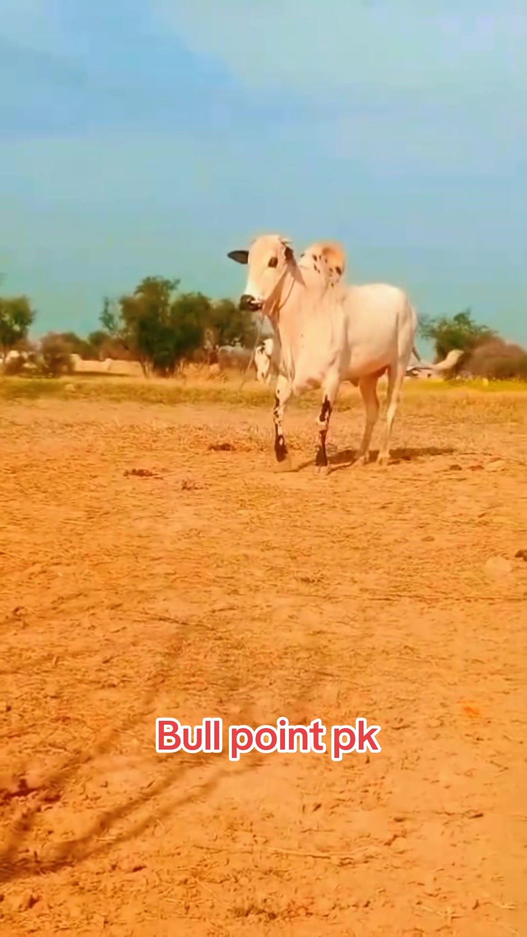 @Bullpointpk_official